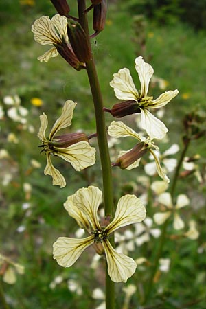 Eruca vesicaria \ Senf-Rauke / Garden Rocket, D Offenbach am Main 9.4.2014