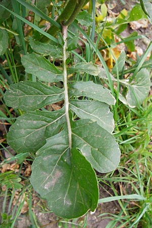 Eruca vesicaria \ Senf-Rauke / Garden Rocket, D Offenbach am Main 9.4.2014