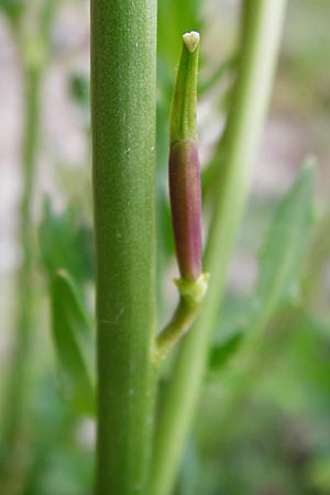 Eruca vesicaria \ Senf-Rauke / Garden Rocket, D Offenbach am Main 9.4.2014