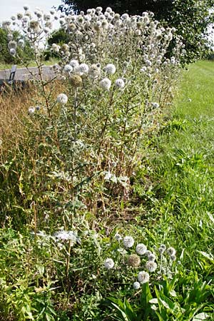 Echinops sphaerocephalus \ Drsenblttrige Kugeldistel, Rundkpfige Kugeldistel / Glandular Globe Thistle, D Oppenheim 18.7.2014