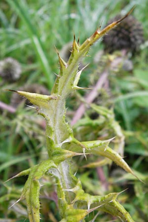 Echinops sphaerocephalus \ Drsenblttrige Kugeldistel, Rundkpfige Kugeldistel / Glandular Globe Thistle, D Viernheim 13.8.2014