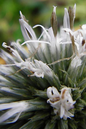Echinops sphaerocephalus \ Drsenblttrige Kugeldistel, Rundkpfige Kugeldistel / Glandular Globe Thistle, D Viernheim 13.8.2014