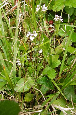 Euphrasia stricta \ Steifer Augentrost / Drug Eyebright, D Schwarzwald/Black-Forest, Schliffkopf 11.9.2014