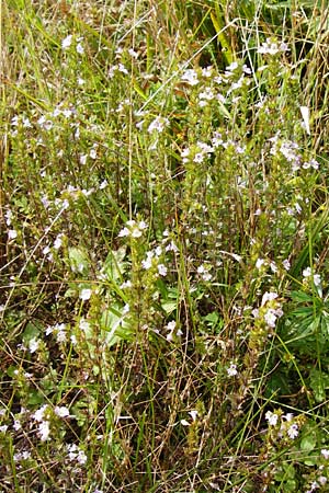 Euphrasia stricta \ Steifer Augentrost / Drug Eyebright, D Schwarzwald/Black-Forest, Schliffkopf 11.9.2014