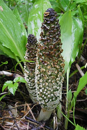 Equisetum telmateia \ Riesen-Schachtelhalm / Great Horsetail, D Günzburg 18.4.2009