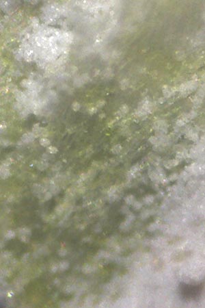 Equisetum x trachyodon \ Rauz&auml;hniger Schachtelhalm / Mackay's Horsetail, D Ketsch 7.3.2013