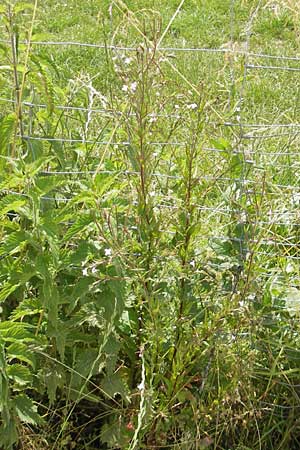 Epilobium tetragonum \ Vierkantiges Weidenrschen / Square-Stalked Willowherb, D Öhningen 14.6.2011