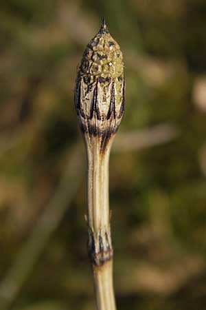 Equisetum x trachyodon \ Rauz&auml;hniger Schachtelhalm / Mackay's Horsetail, D Ketsch 5.3.2013