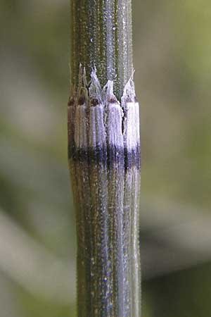 Equisetum x trachyodon \ Rauz&auml;hniger Schachtelhalm / Mackay's Horsetail, D Ketsch 5.3.2013