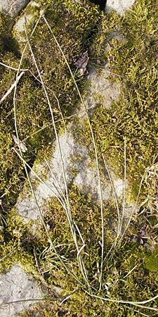 Equisetum x trachyodon \ Rauz&auml;hniger Schachtelhalm / Mackay's Horsetail, D Ketsch 5.3.2013