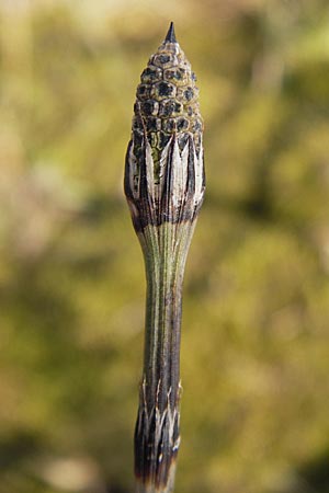 Equisetum x trachyodon \ Rauz&auml;hniger Schachtelhalm / Mackay's Horsetail, D Ketsch 5.3.2013