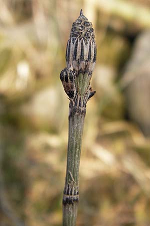 Equisetum x trachyodon \ Rauz&auml;hniger Schachtelhalm / Mackay's Horsetail, D Ketsch 5.3.2013