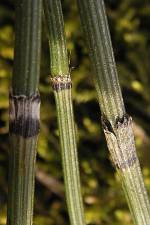 Equisetum x trachyodon \ Rauz&auml;hniger Schachtelhalm / Mackay's Horsetail, D Ketsch 5.3.2013