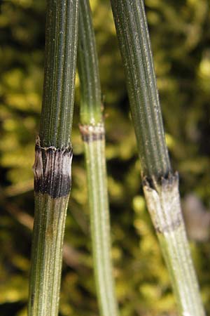 Equisetum x trachyodon \ Rauz&auml;hniger Schachtelhalm / Mackay's Horsetail, D Ketsch 5.3.2013