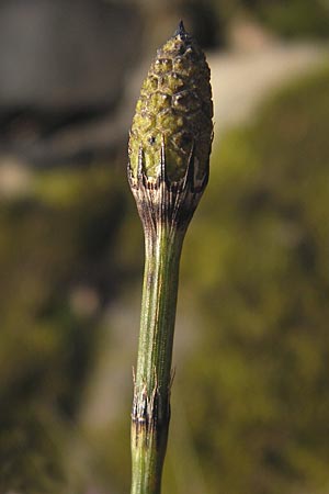 Equisetum x trachyodon \ Rauz&auml;hniger Schachtelhalm / Mackay's Horsetail, D Ketsch 5.3.2013