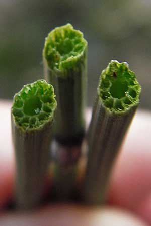 Equisetum x trachyodon \ Rauz&auml;hniger Schachtelhalm / Mackay's Horsetail, D Ketsch 5.3.2013