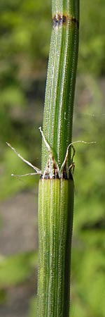Equisetum x trachyodon \ Rauz&auml;hniger Schachtelhalm / Mackay's Horsetail, D Ketsch 19.7.2013