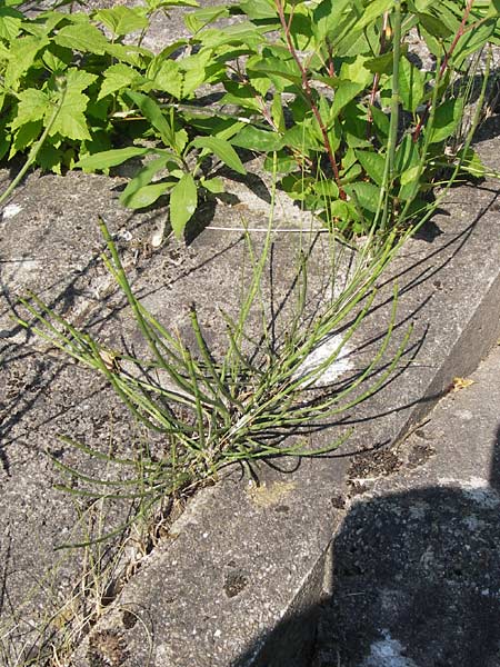 Equisetum x trachyodon \ Rauz&auml;hniger Schachtelhalm / Mackay's Horsetail, D Ketsch 19.7.2013