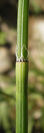 Equisetum x trachyodon \ Rauz&auml;hniger Schachtelhalm / Mackay's Horsetail, D Ketsch 19.7.2013