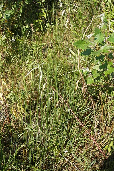 Equisetum x trachyodon \ Rauz&auml;hniger Schachtelhalm / Mackay's Horsetail, D Ketsch 19.7.2013