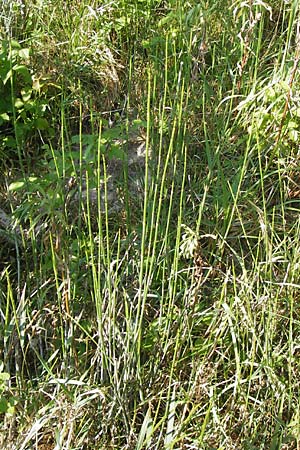 Equisetum x trachyodon \ Rauz&auml;hniger Schachtelhalm / Mackay's Horsetail, D Ketsch 19.7.2013