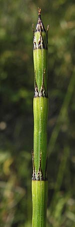 Equisetum x trachyodon \ Rauz&auml;hniger Schachtelhalm / Mackay's Horsetail, D Ketsch 19.7.2013
