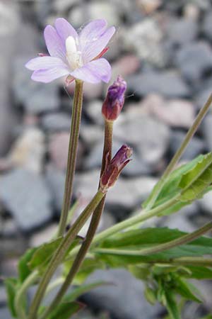 Epilobium tetragonum \ Vierkantiges Weidenrschen / Square-Stalked Willowherb, D Mannheim 19.5.2014