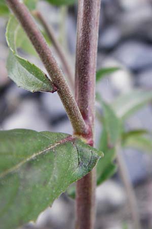 Epilobium tetragonum \ Vierkantiges Weidenrschen / Square-Stalked Willowherb, D Mannheim 19.5.2014