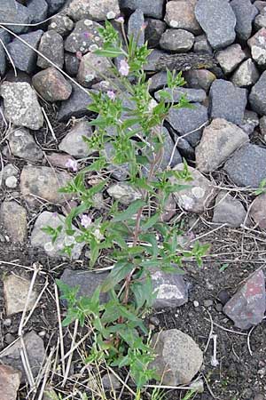 Epilobium tetragonum \ Vierkantiges Weidenrschen / Square-Stalked Willowherb, D Mannheim 20.5.2014