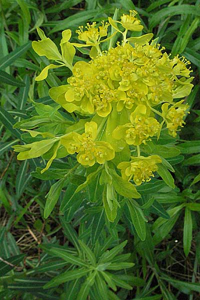Euphorbia palustris \ Sumpf-Wolfsmilch / Marsh Spurge, D Kehl 13.5.2006
