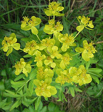 Euphorbia palustris \ Sumpf-Wolfsmilch / Marsh Spurge, D Kehl 13.5.2006