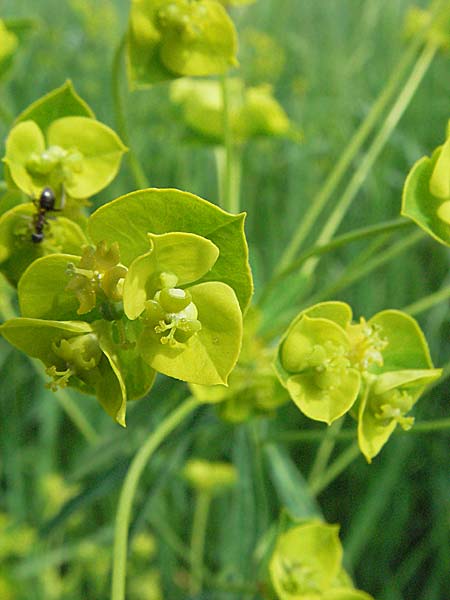 Euphorbia esula \ Esels-Wolfsmilch / Leafy Spurge, D Mannheim 14.5.2006