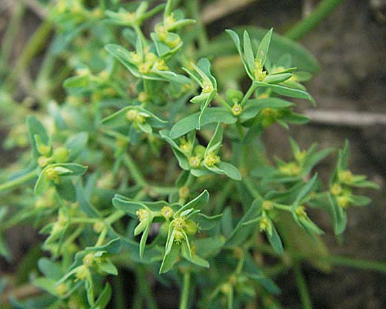 Euphorbia exigua \ Kleine Wolfsmilch / Dwarf Spurge, D Sandhausen 31.8.2006