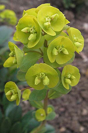 Euphorbia robbiae \ Wolfsmilch / Spurge, D Botan. Gar.  Universit.  Heidelberg 17.3.2007