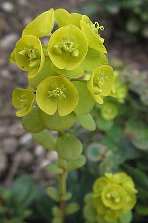 Euphorbia robbiae \ Wolfsmilch / Spurge, D Botan. Gar.  Universit.  Heidelberg 17.3.2007