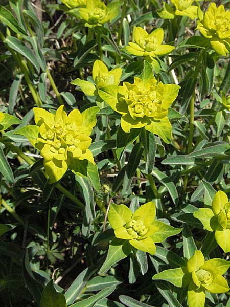 Euphorbia verrucosa \ Warzen-Wolfsmilch / Warty Spurge, D Sigmaringen 21.4.2007