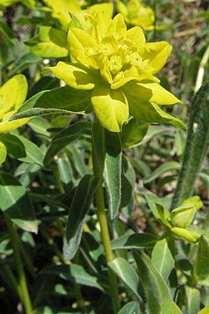 Euphorbia verrucosa \ Warzen-Wolfsmilch / Warty Spurge, D Sigmaringen 21.4.2007