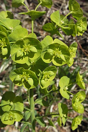 Euphorbia amygdaloides \ Mandelblttrige Wolfsmilch / Mediterranean Spurge, D Sigmaringen 21.4.2007