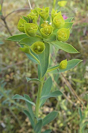 Euphorbia seguieriana \ Steppen-Wolfsmilch / Seguier's Spurge, D Sandhausen 23.4.2007