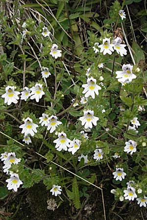 Euphrasia rostkoviana \ Gewhnlicher Augentrost / Common Eyebright, D Schwarzwald/Black-Forest, Feldberg 18.8.2007