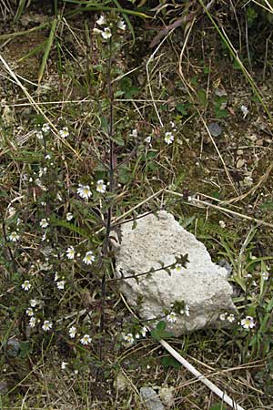 Euphrasia rostkoviana \ Gewhnlicher Augentrost / Common Eyebright, D Schwarzwald/Black-Forest, Feldberg 18.8.2007