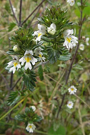 Euphrasia rostkoviana \ Gewhnlicher Augentrost / Common Eyebright, D Schwarzwald/Black-Forest, Feldberg 18.8.2007
