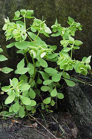 Euphorbia peplus \ Garten-Wolfsmilch / Petty Spurge, D Bensheim 5.7.2007