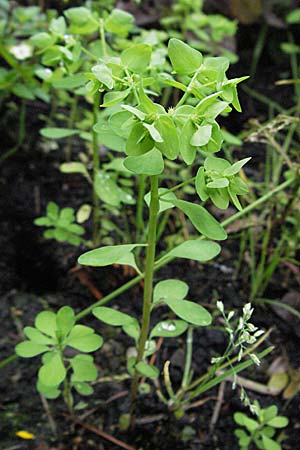 Euphorbia peplus \ Garten-Wolfsmilch / Petty Spurge, D Bensheim 5.7.2007