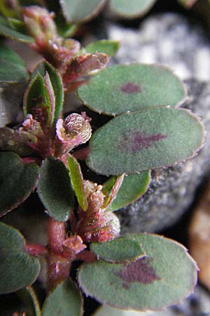Chamaesyce maculata \ Gefleckte Wolfsmilch / Spotted Spurge, Spotted Sandmat, D Bensheim 5.7.2007