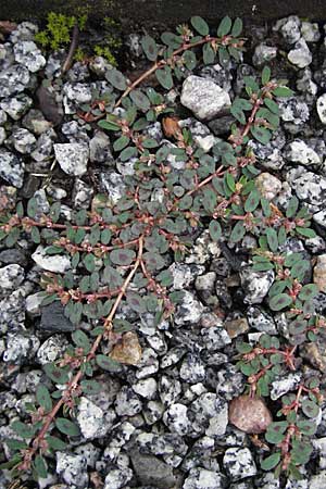 Chamaesyce maculata \ Gefleckte Wolfsmilch / Spotted Spurge, Spotted Sandmat, D Bensheim 5.7.2007