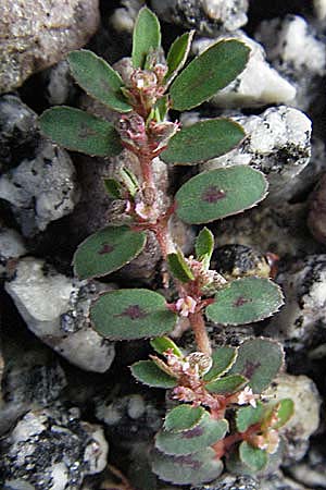 Chamaesyce maculata \ Gefleckte Wolfsmilch / Spotted Spurge, Spotted Sandmat, D Bensheim 5.7.2007