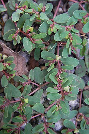 Chamaesyce humifusa \ Niederliegende Wolfsmilch / Trailing Spurge, D Heppenheim 6.7.2007