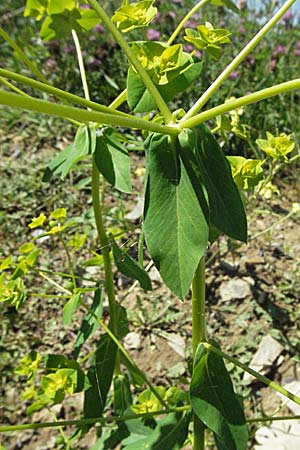 Euphorbia platyphyllos \ Breitblttrige Wolfsmilch / Broad-Leaved Spurge, D Mosbach 7.7.2007
