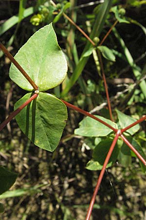 Euphorbia stricta \ Steife Wolfsmilch / Upright Spurge, D Mosbach 7.7.2007
